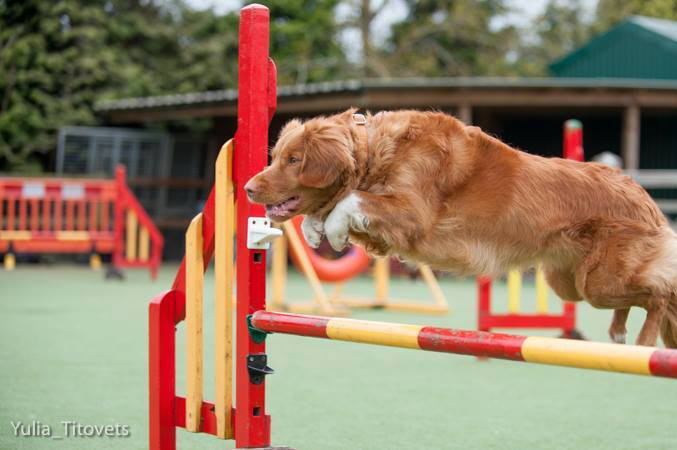 agility