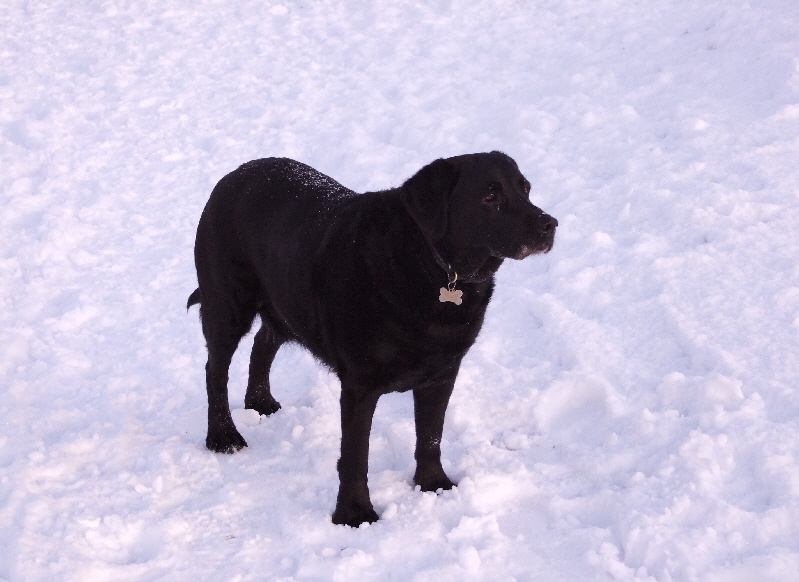 Ginty in the snow 2010