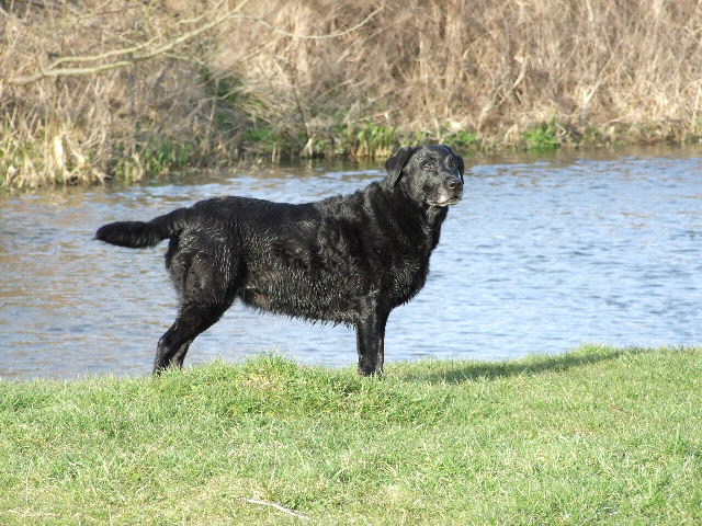 Purdey by the River Gade