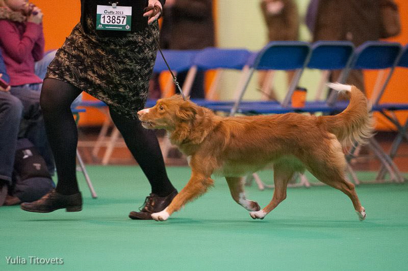Maple showing at Crufts