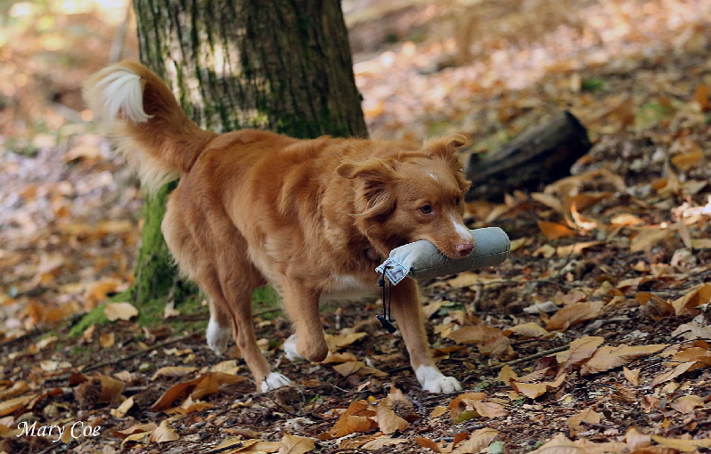 Maple Retrieving a Dummy